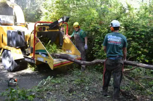 tree services Angels